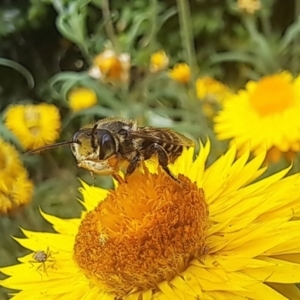 Megachile (Eutricharaea) macularis at Chapman, ACT - 1 Mar 2024 04:00 PM