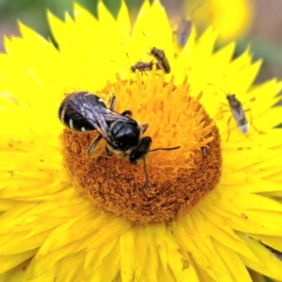 Lasioglossum (Chilalictus) sp. (genus & subgenus) (Halictid bee) at Chapman, ACT - 1 Mar 2024 by CraigW