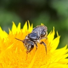 Lasioglossum (Chilalictus) sp. (genus & subgenus) at Chapman, ACT - 1 Mar 2024