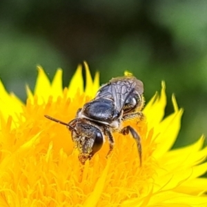 Lasioglossum (Chilalictus) sp. (genus & subgenus) at Chapman, ACT - 1 Mar 2024 03:55 PM