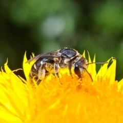 Lasioglossum (Chilalictus) sp. (genus & subgenus) at Chapman, ACT - 1 Mar 2024 03:55 PM