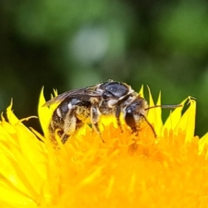 Lasioglossum (Chilalictus) sp. (genus & subgenus) at Chapman, ACT - 1 Mar 2024 03:55 PM