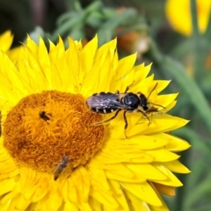 Lasioglossum (Chilalictus) sp. (genus & subgenus) at Chapman, ACT - 1 Mar 2024 03:55 PM