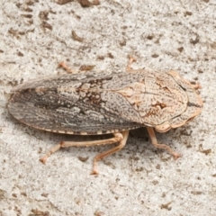 Stenocotis depressa (Leafhopper) at Mount Ainslie - 13 Mar 2024 by jb2602