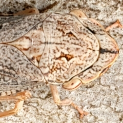 Stenocotis depressa at Mount Ainslie - 13 Mar 2024