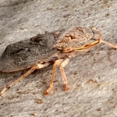 Stenocotis depressa at Mount Ainslie - 13 Mar 2024