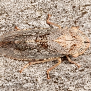 Stenocotis depressa at Mount Ainslie - 13 Mar 2024