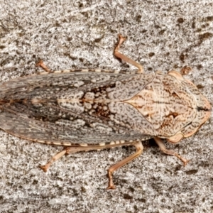 Stenocotis depressa at Mount Ainslie - 13 Mar 2024