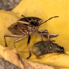 Cermatulus nasalis (Predatory shield bug, Glossy shield bug) at Melba, ACT - 16 Mar 2024 by kasiaaus