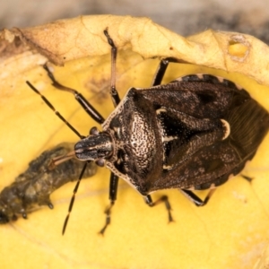 Cermatulus nasalis at Melba, ACT - 16 Mar 2024 03:22 PM