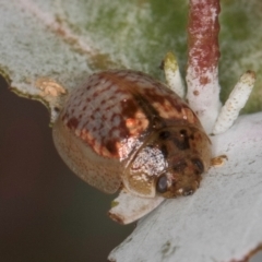 Paropsisterna m-fuscum (Eucalyptus Leaf Beetle) at Lawson, ACT - 16 Mar 2024 by kasiaaus