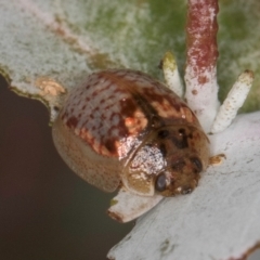 Paropsisterna m-fuscum (Eucalyptus Leaf Beetle) at Dawn Crescent Grassland (DCG) - 16 Mar 2024 by kasiaaus