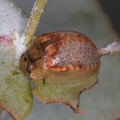 Paropsisterna m-fuscum at Dawn Crescent Grassland (DCG) - 16 Mar 2024 02:17 PM