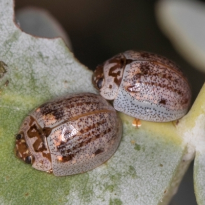 Paropsisterna m-fuscum (Eucalyptus Leaf Beetle) at Lawson, ACT - 16 Mar 2024 by kasiaaus