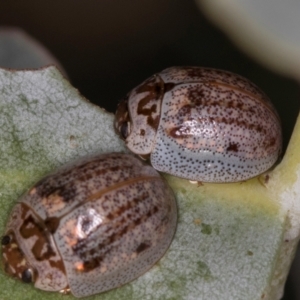 Paropsisterna m-fuscum at Dawn Crescent Grassland (DCG) - 16 Mar 2024 02:19 PM