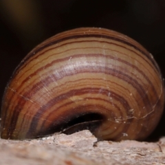 Sphaerospira fraseri (Fraser's Banded Snail) at Capalaba, QLD - 17 Mar 2024 by TimL