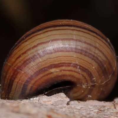 Sphaerospira fraseri (Fraser's Banded Snail) at Capalaba, QLD - 17 Mar 2024 by TimL