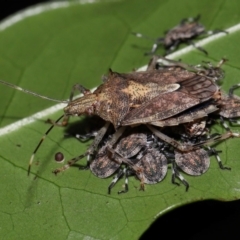 Unidentified Shield, Stink or Jewel Bug (Pentatomoidea) at Capalaba, QLD - 17 Mar 2024 by TimL