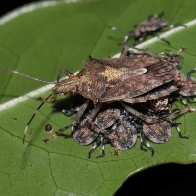 Unidentified Shield, Stink or Jewel Bug (Pentatomoidea) at Capalaba, QLD - 17 Mar 2024 by TimL