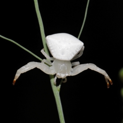 Thomisus spectabilis (Spectacular Crab Spider) at Capalaba, QLD - 17 Mar 2024 by TimL