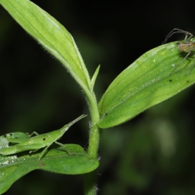 Atractomorpha similis (Northern Grass Pyrgimorph) at Capalaba, QLD - 17 Mar 2024 by TimL