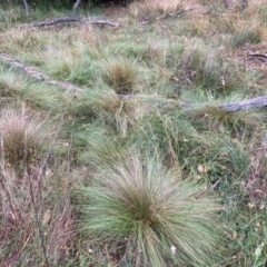 Nassella trichotoma at Mount Majura - 17 Mar 2024