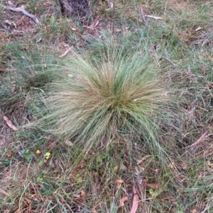 Nassella trichotoma at Mount Majura - 17 Mar 2024