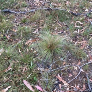 Nassella trichotoma at Mount Majura - 17 Mar 2024