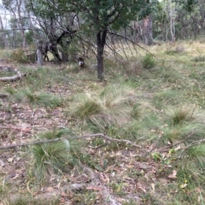 Nassella trichotoma at Mount Majura - 17 Mar 2024