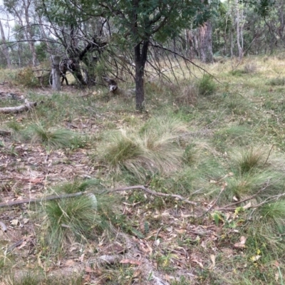 Nassella trichotoma (Serrated Tussock) at Mount Majura - 17 Mar 2024 by waltraud