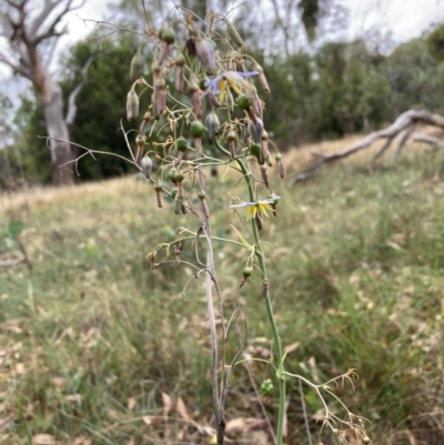 Dianella sp. aff. longifolia (Benambra) (Pale Flax Lily, Blue Flax Lily) at Mount Majura - 17 Mar 2024 by waltraud