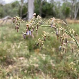 Dianella sp. aff. longifolia (Benambra) at Mount Majura - 17 Mar 2024 01:49 PM