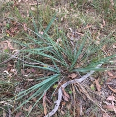 Dianella sp. aff. longifolia (Benambra) at Mount Majura - 17 Mar 2024