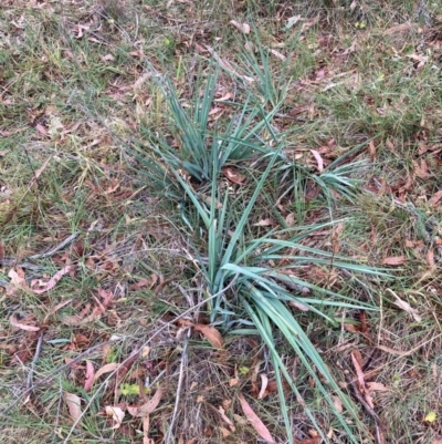 Dianella sp. aff. longifolia (Benambra) (Pale Flax Lily, Blue Flax Lily) at Watson, ACT - 16 Mar 2024 by waltraud