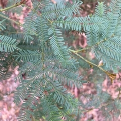 Acacia decurrens (Green Wattle) at Mount Majura - 17 Mar 2024 by waltraud