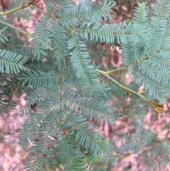 Acacia decurrens (Green Wattle) at Mount Majura - 16 Mar 2024 by waltraud