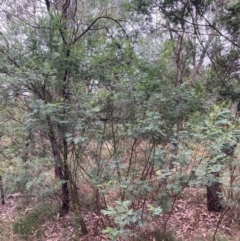 Acacia decurrens at Mount Majura - 17 Mar 2024 10:43 AM