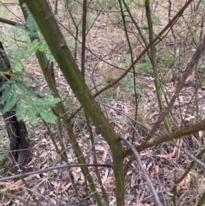 Acacia decurrens at Mount Majura - 17 Mar 2024