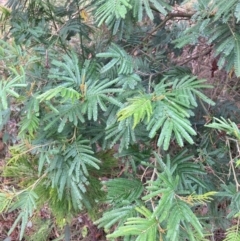 Acacia mearnsii (Black Wattle) at Watson, ACT - 16 Mar 2024 by waltraud