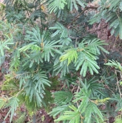 Acacia mearnsii (Black Wattle) at Mount Majura - 16 Mar 2024 by waltraud