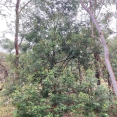 Acacia mearnsii at Mount Majura - 17 Mar 2024