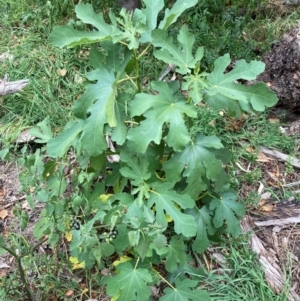 Ficus carica at Mount Majura - 17 Mar 2024