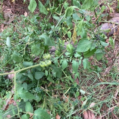 Solanum lycopersicum (Tomato) at Watson, ACT - 17 Mar 2024 by waltraud