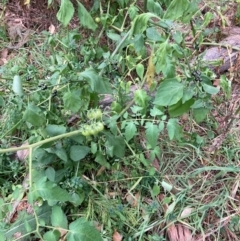 Solanum lycopersicum (Tomato) at Mount Majura - 17 Mar 2024 by waltraud