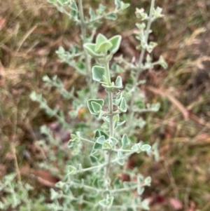 Rhagodia spinescens at Oakey Hill - 17 Mar 2024