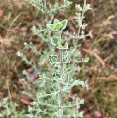 Rhagodia spinescens (Creeping Saltbush) at Oakey Hill - 17 Mar 2024 by RobynS