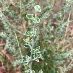 Rhagodia spinescens at Oakey Hill - 17 Mar 2024