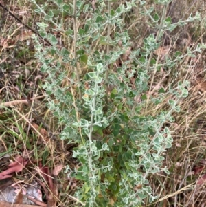 Rhagodia spinescens at Oakey Hill - 17 Mar 2024