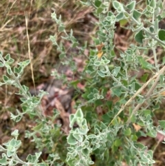 Rhagodia spinescens at Oakey Hill - 17 Mar 2024