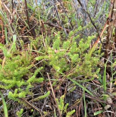 Asperula conferta (Common Woodruff) at Oakey Hill - 17 Mar 2024 by RobynS